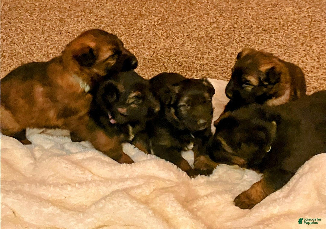 German Shepherd dogs for sale: ♥️SWEET SABLE ♥️ - Ad 6