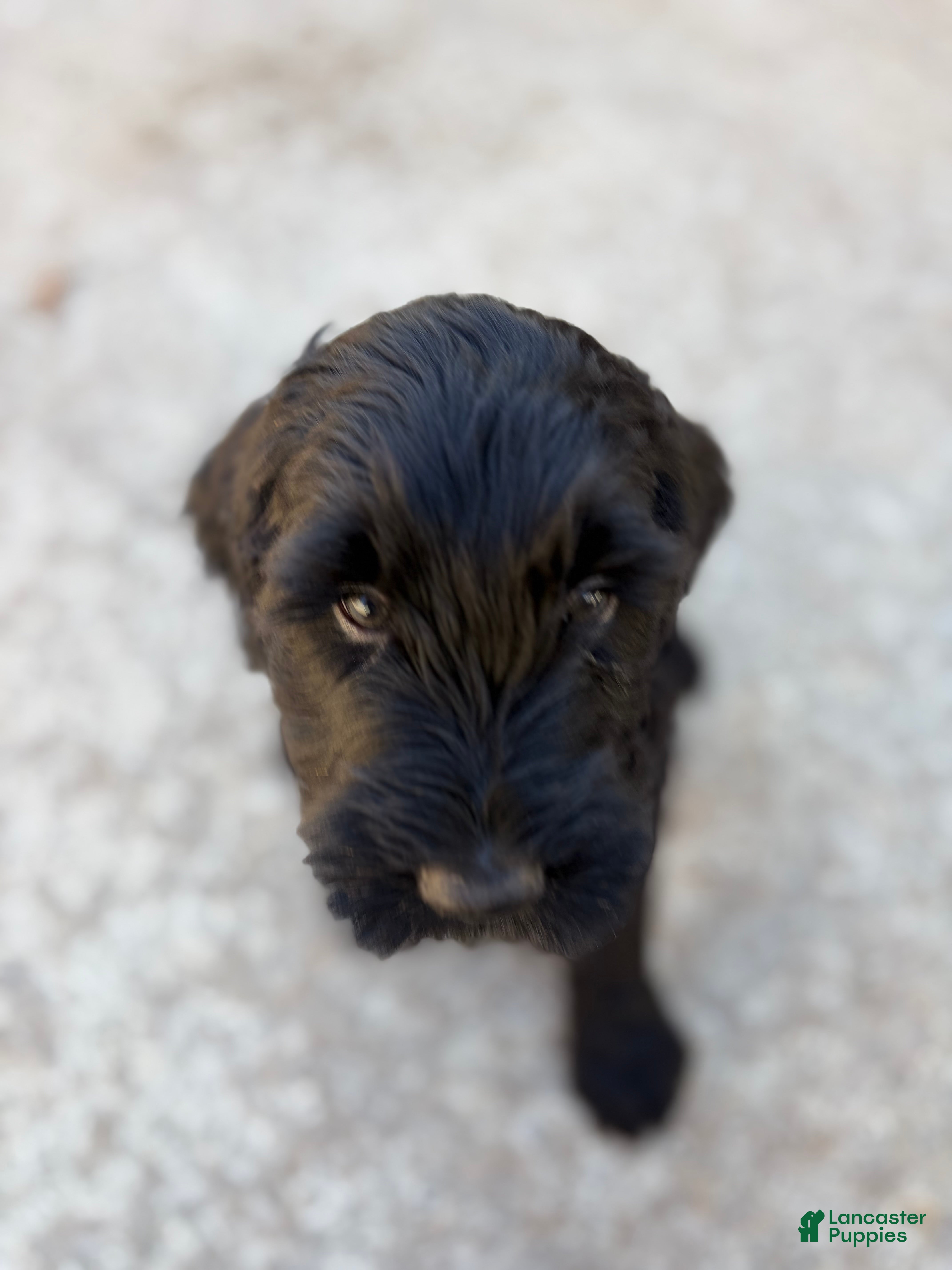 Mixed Breed dogs Milo - Ad 28