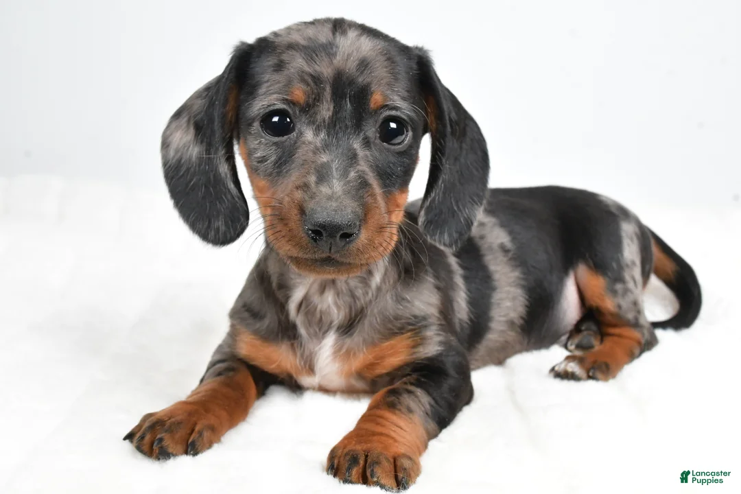 Dachshund dogs for sale: Charlie - Ad 8