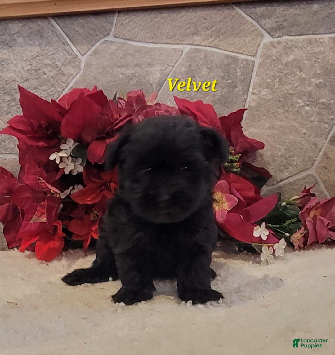 Morkie dogs for sale: Velvet - Ad 4