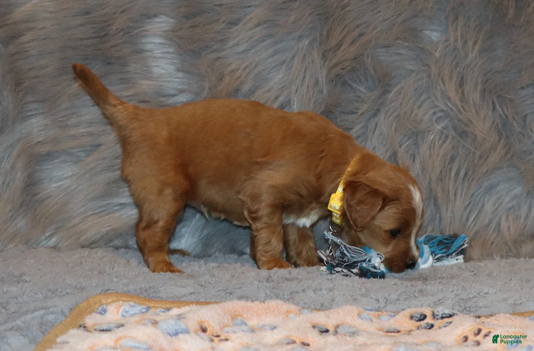 Mini Goldendoodle dogs for sale: Winslow 💙 Genetic Clear Parents - Ad 22