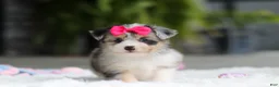 Mixed Breed dogs for sale: Ellie - Ad 4