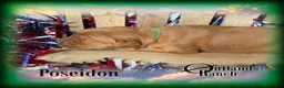 Golden Retriever dogs for sale: Poseidon~Green Collar - Ad 5