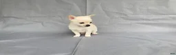 Chihuahua dogs for sale: Maisy - Ad 5