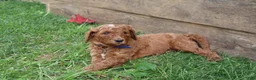 Standard Poodle dogs for sale: Timothy - Ad 3