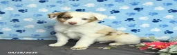 Miniature Australian Shepherd dogs for sale: Flynn - Ad 2