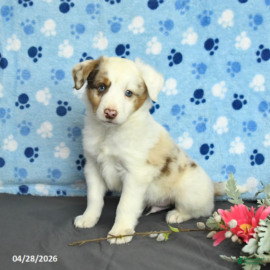 Miniature Australian Shepherd dogs for sale: Flynn - Ad 2