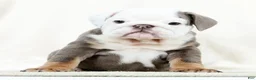 English Bulldog dogs for sale: Bingo - Ad 6