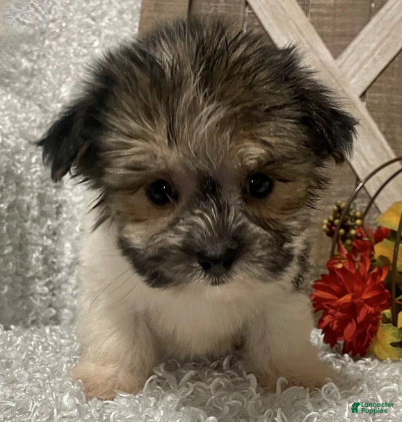 Morkie dogs Tuffy - Ad 2
