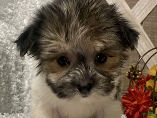 Morkie dogs Tuffy - Ad 4