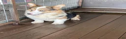Welsh Corgi Pembroke dogs for sale: Tonya - Ad 11