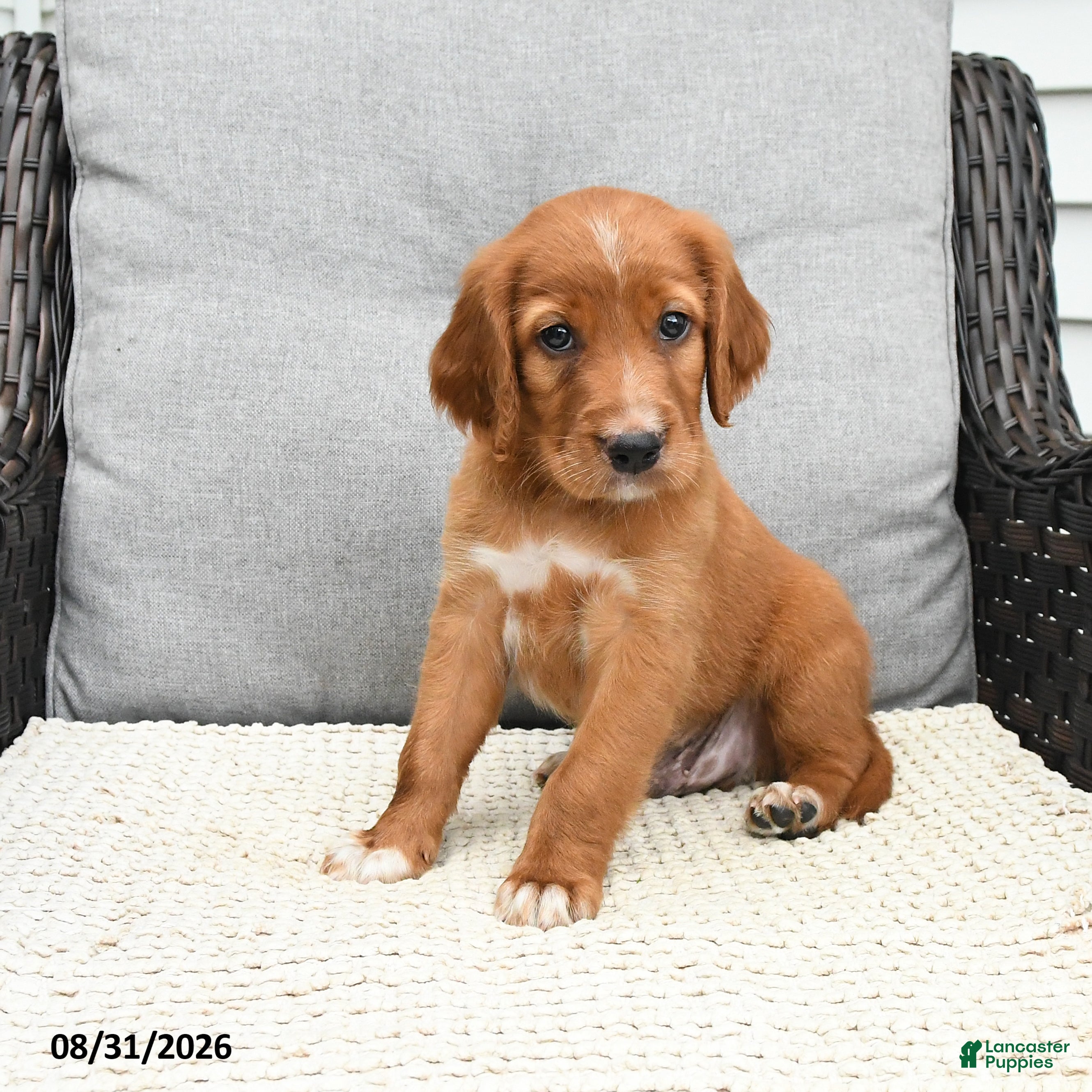 Mixed Breed dogs Finn - Ad 2