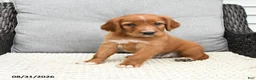 Mixed Breed dogs for sale: Finn - Ad 2