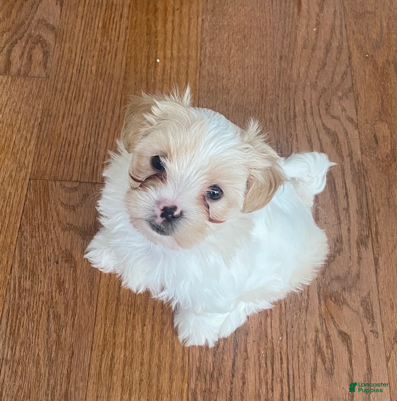 Teddy Bear dogs Teddy Bear 1 - Ad 1
