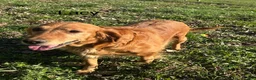 Golden Retriever dogs for sale: Lacy - Ad 5