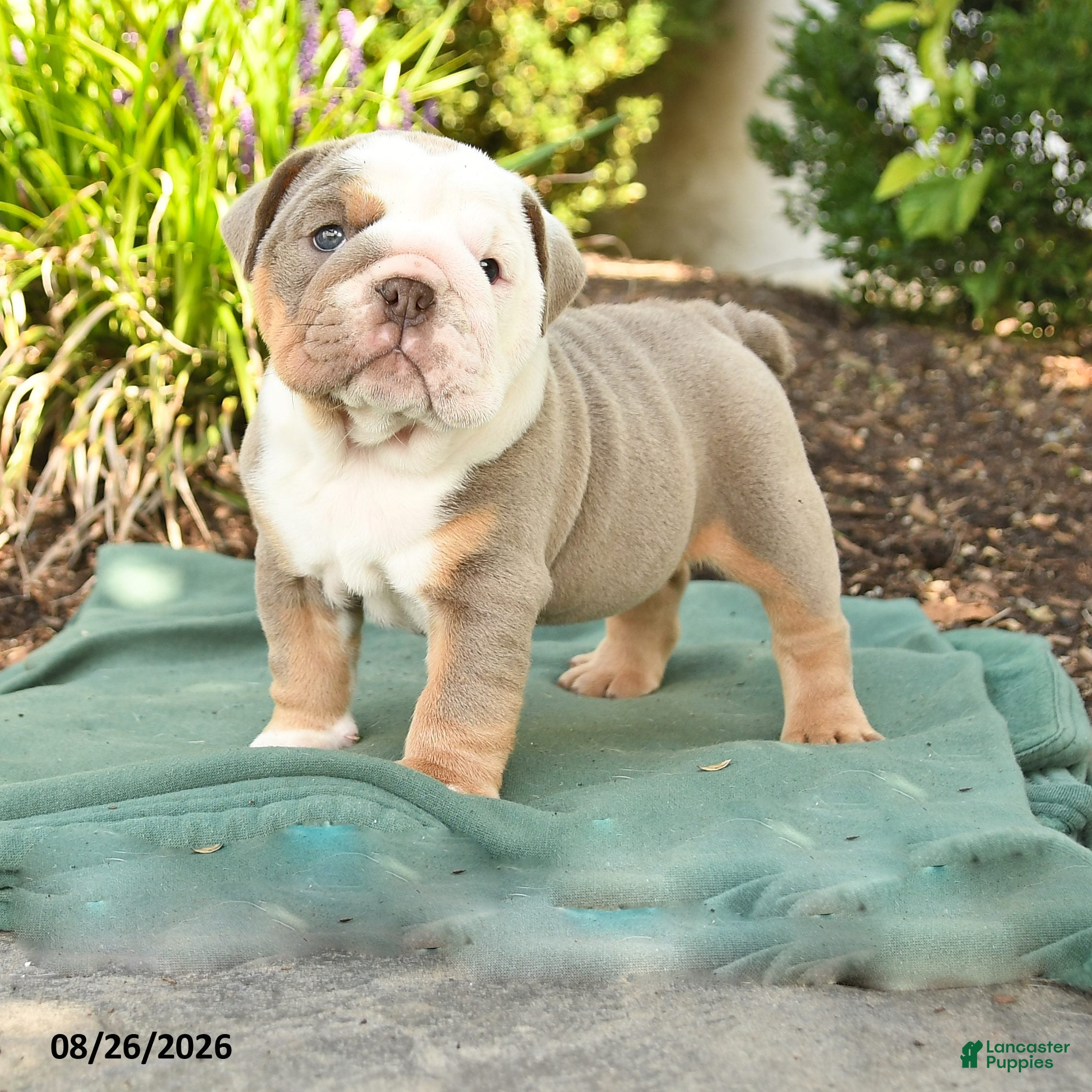 English Bulldog dogs Sarge - Ad 1