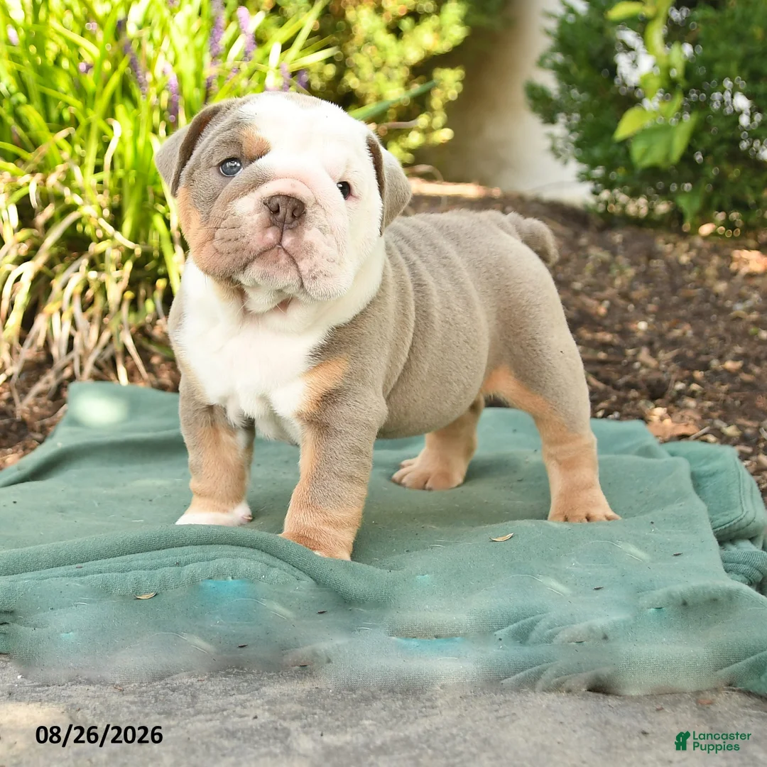 English Bulldog dogs for sale: Sarge - Ad 1