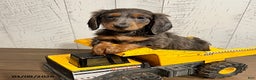 Miniature Dachshund dogs for sale: Cruz - Ad 2