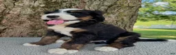 Bernedoodle dogs for sale: Sammy - Ad 1