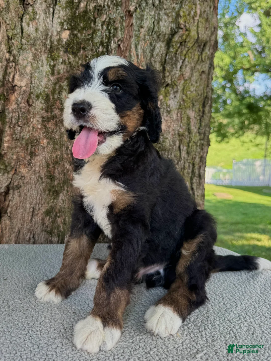 Bernedoodle dogs for sale: Sammy - Ad 1