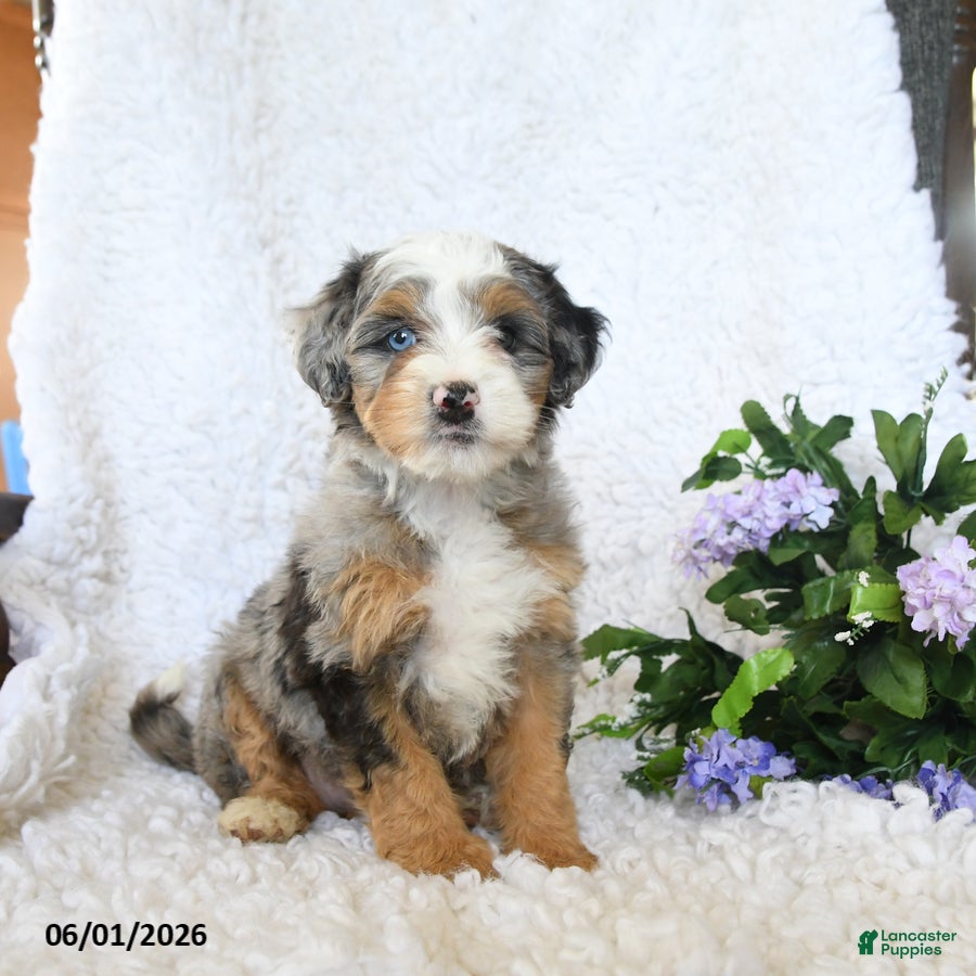 Mini Bernedoodle dogs for sale: Fancy - Ad 1