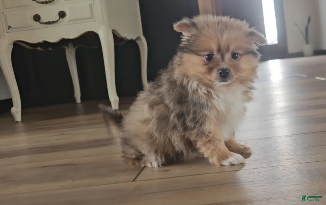 Pomeranian dogs for sale: Pomeranian Puppy 3 - Ad 2