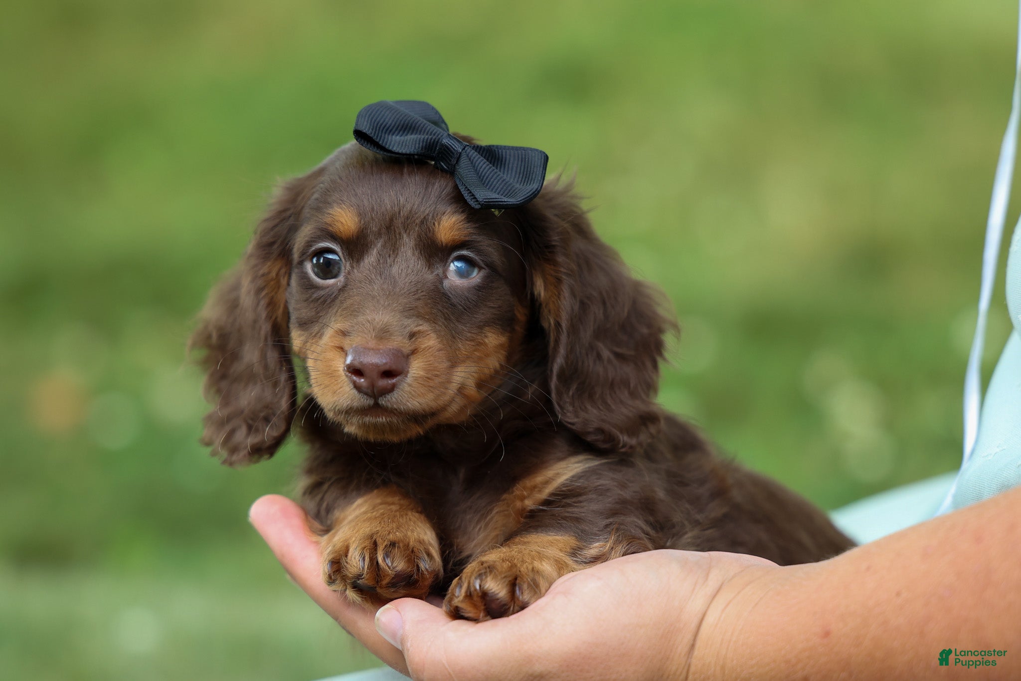 Miniature Dachshund dogs MAX - Ad 2