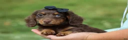 Miniature Dachshund dogs for sale: MAX - Ad 2