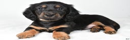 Miniature Dachshund dogs for sale: Dante - Ad 4