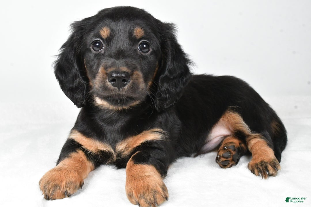 Miniature Dachshund dogs for sale: Dante - Ad 4