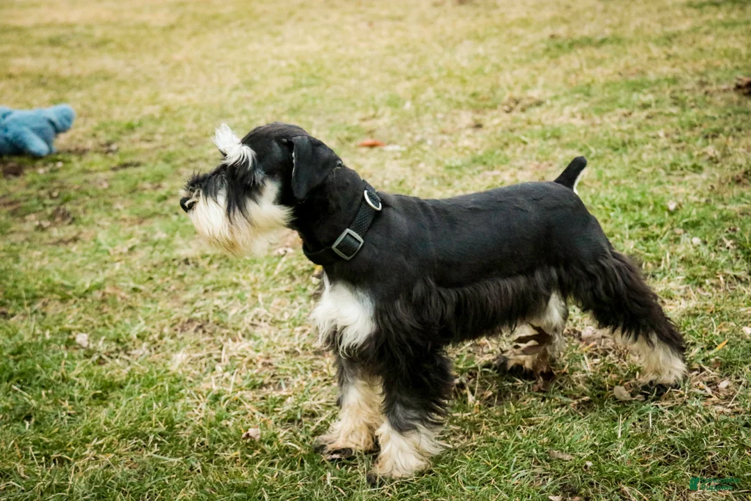 Miniature Schnauzer dogs for sale: Antonio - Ad 4