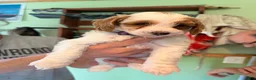 Goldendoodle dogs for sale: River  - Ad 6