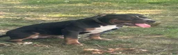 American Bully dogs for sale: American Bully 3 - Ad 3
