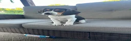 Beagle dogs for sale: Anchor  - Ad 6