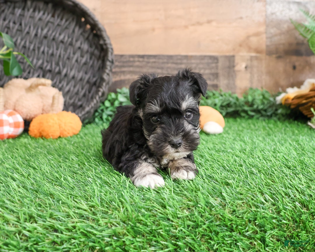 Miniature Schnauzer dogs for sale: Pepe - Ad 5