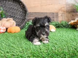 Miniature Schnauzer dogs - Ad 34