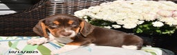 Beagle dogs for sale: Ruby - Ad 3