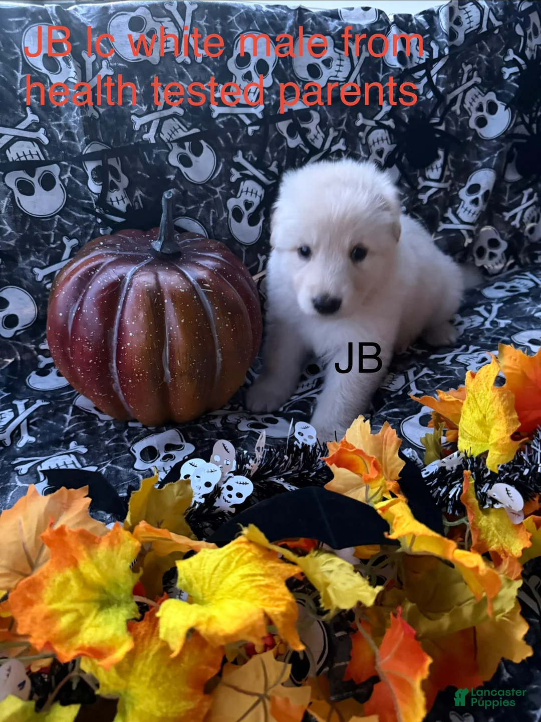 German Shepherd dogs for sale: JB long coat white male  - Ad 2