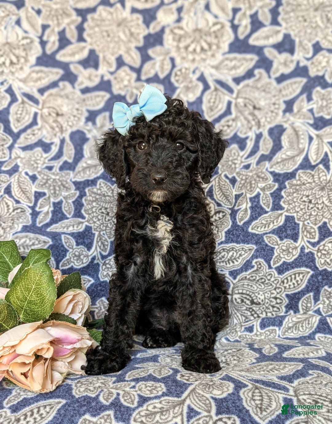 Miniature Poodle dogs for sale: Mable - Ad 10