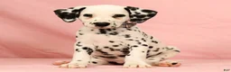 Dalmatian dogs for sale: Ringo - Ad 3