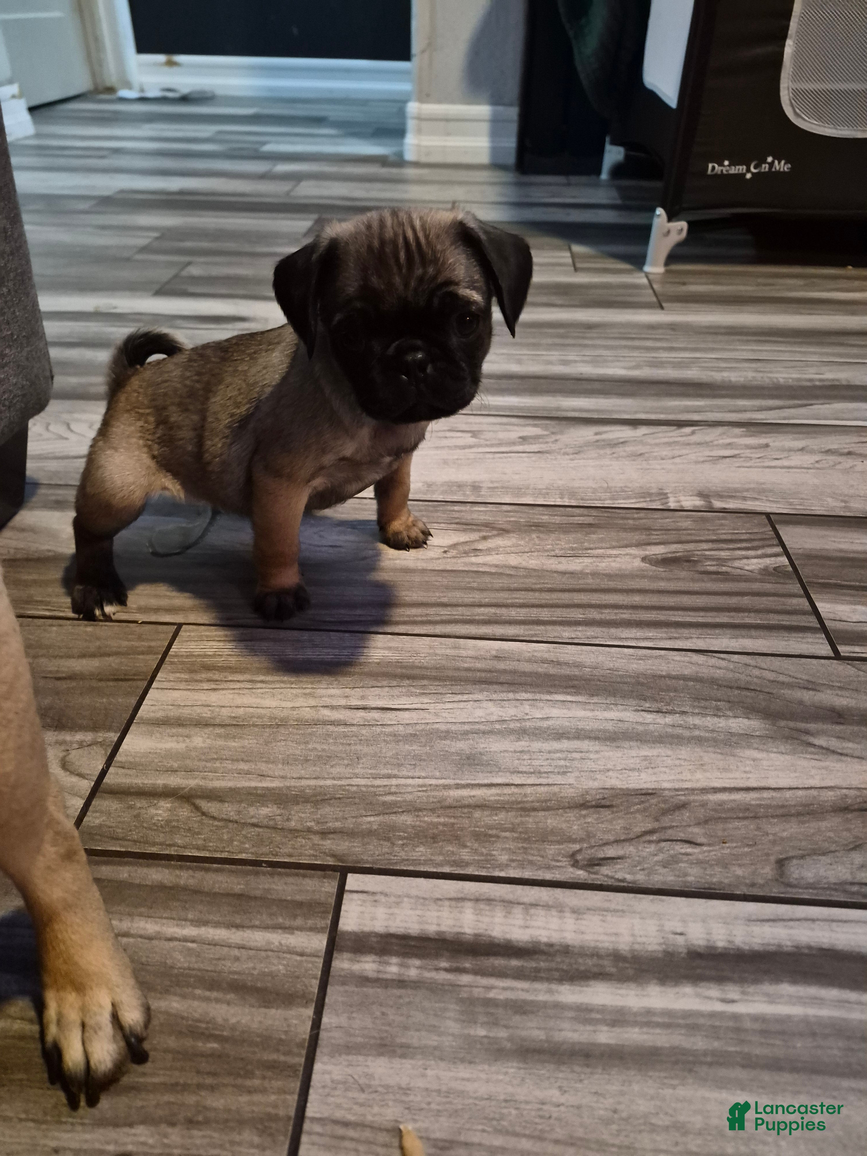Pug dogs Pug Puppy 4 - Ad 5