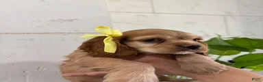 English Cocker Spaniel Puppy 6