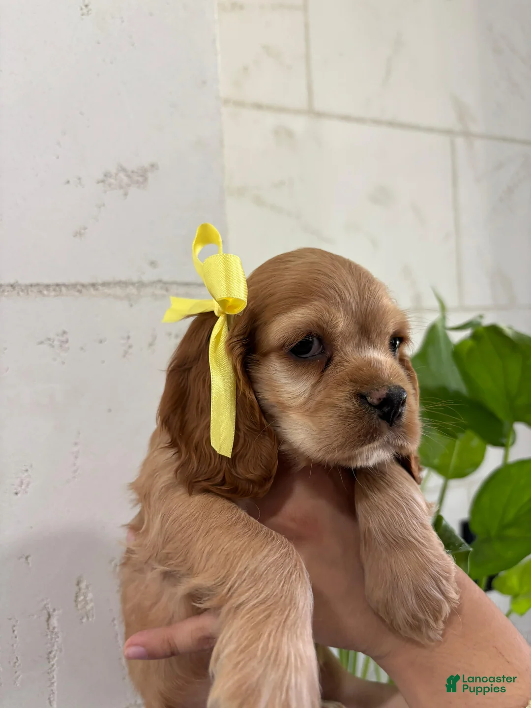 English Cocker Spaniel dogs for sale: English Cocker Spaniel Puppy 6 - Ad 1