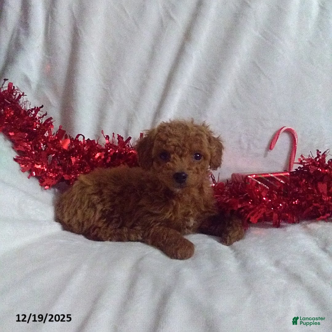 Mini Goldendoodle dogs for sale: Frosty - Ad 2