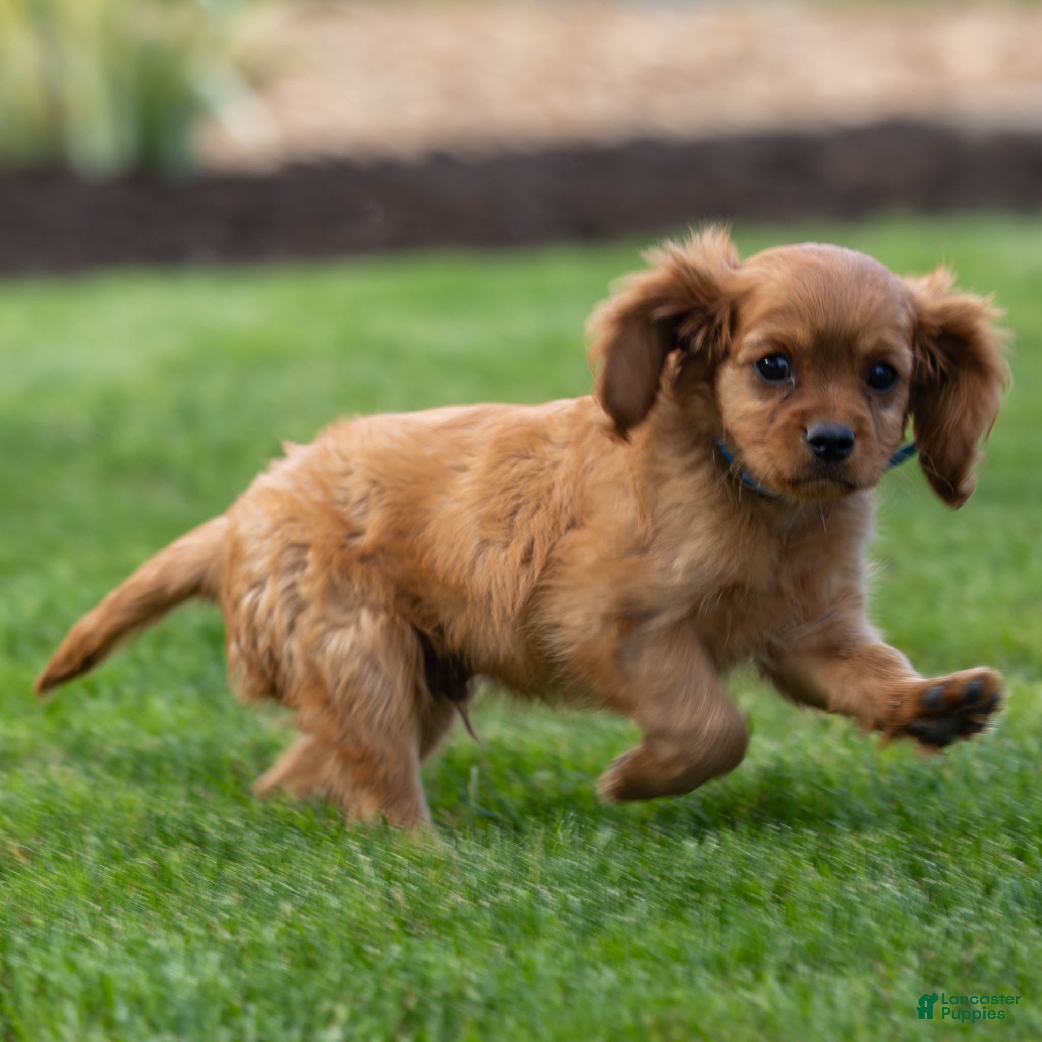 Cavalier King Charles Spaniel dogs for sale: Archie Cavalier King Charles Spaniel Puppy  - Ad 3