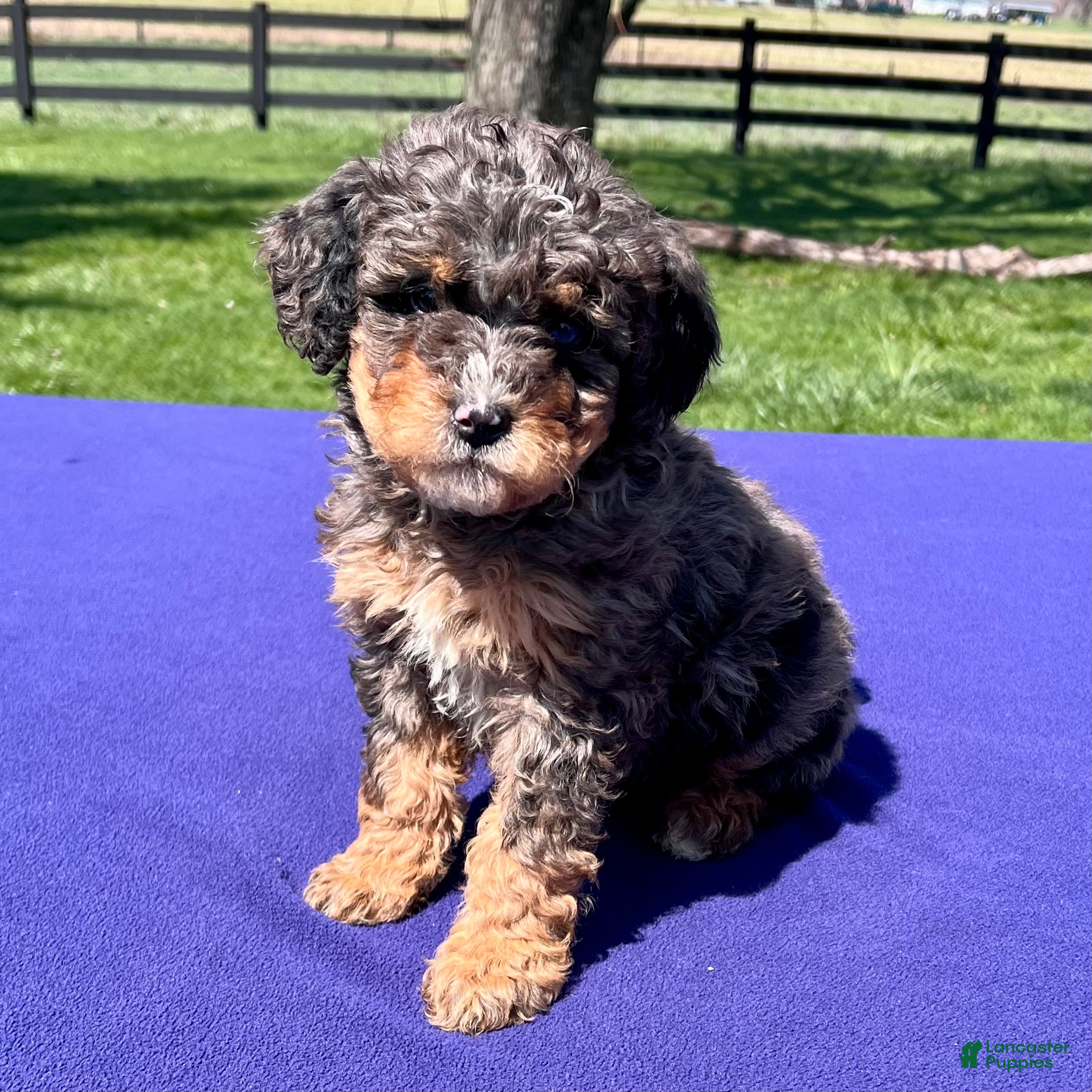 Bernedoodle dogs Lennox - Ad 2