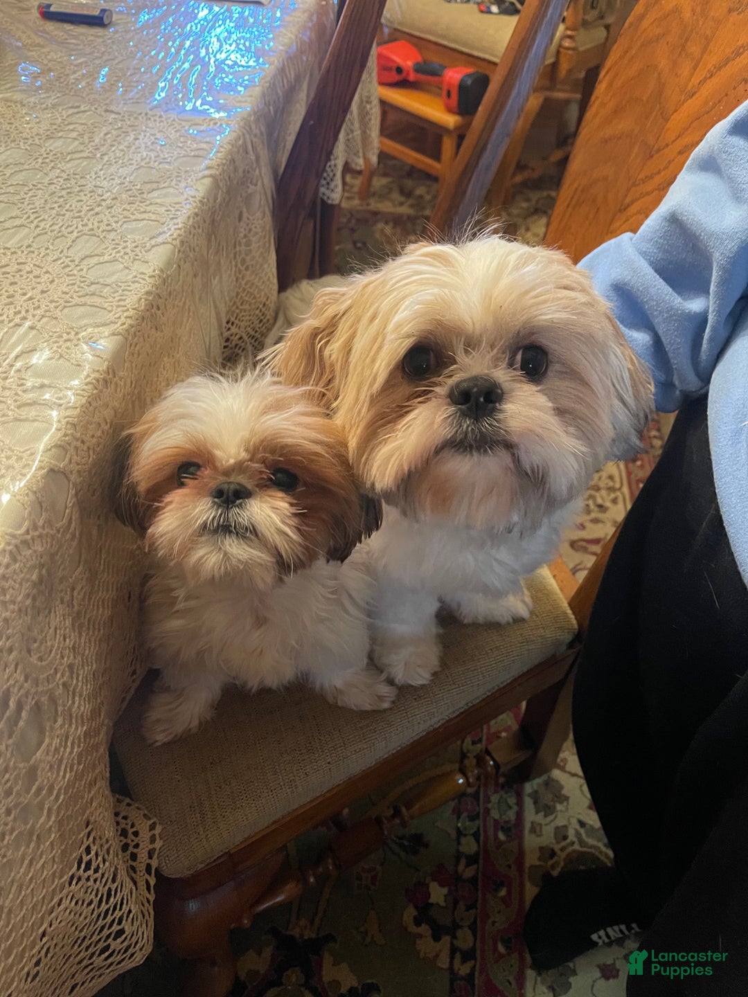 Shih Tzu dogs for sale: Shih Tzu Puppy 1 - Ad 7