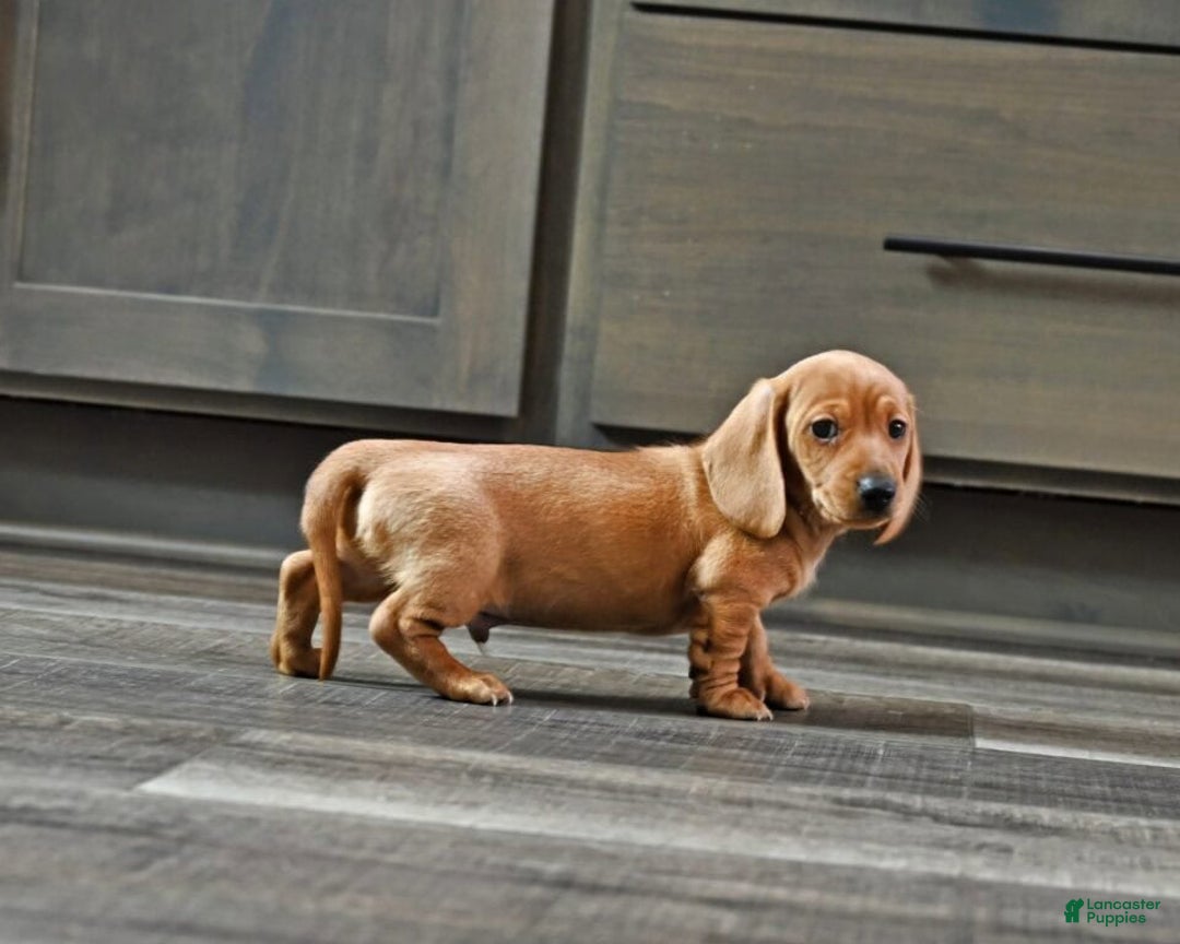 Miniature Dachshund dogs for sale: Johnny - Ad 2