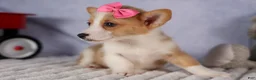 Welsh Corgi Pembroke dogs for sale: Callie  - Ad 4