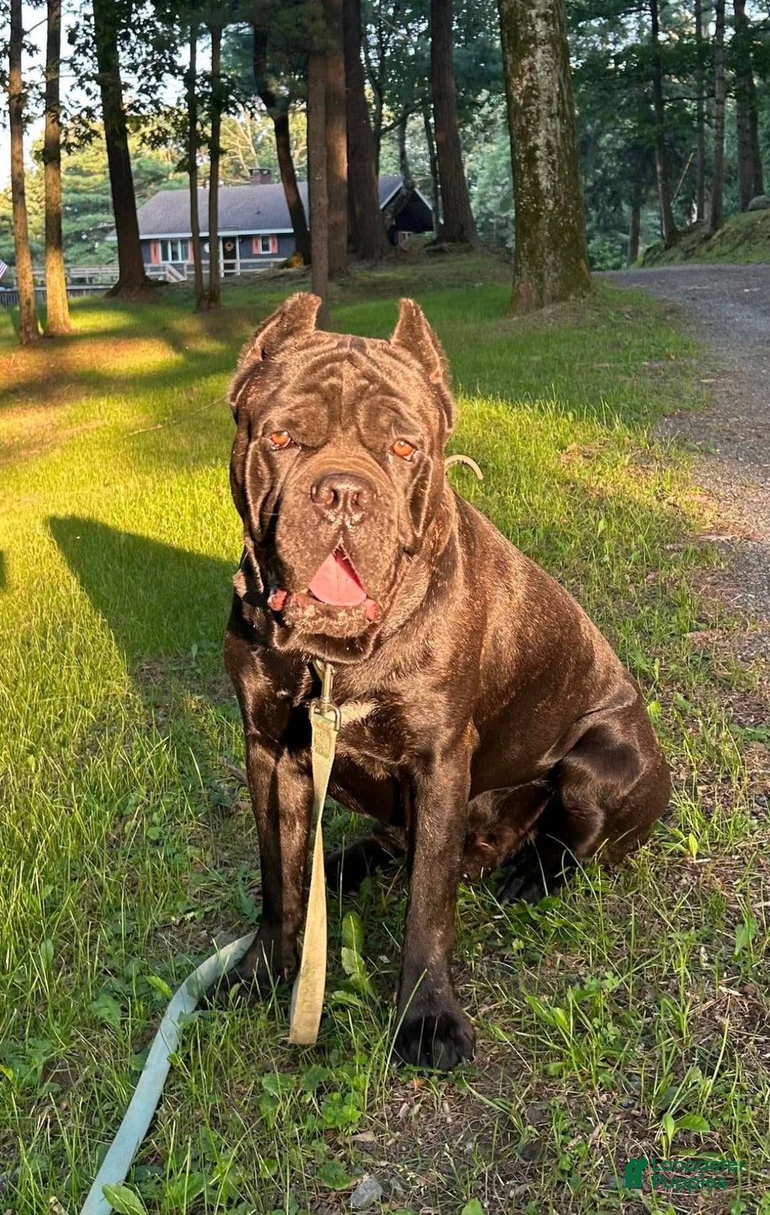 Cane Corso dogs for sale: Cane Corso Puppy 1 - Ad 5